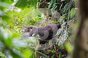 Wild white-nosed coati in rainforest