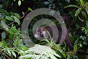 Wild white-nosed coati in rainforest