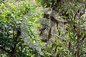 Wild white-nosed coati in rainforest