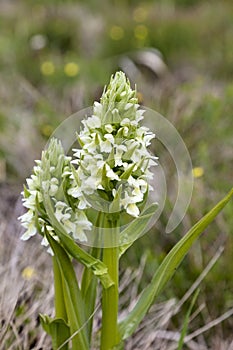 Wild white orchid photo