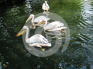 Wild white pelicans in zoo muddy pond