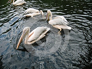 Wild white pelicans in zoo muddy pond
