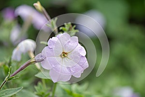 Wild white petunia, Petunia axillaris, close-up flower in Argentina