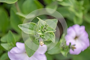 Wild white petunia, Petunia axillaris, leaves and bud