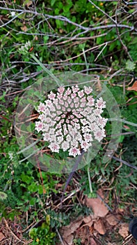 Wild White and Pink Flower, Field Flora, Natural Colors, Spherical Beauty, Nature Details