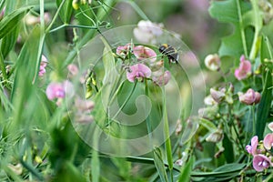 Wild white and pink sweet peas flowers, bee macro