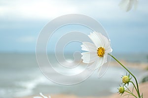 Salvaje blanco limpio flor 