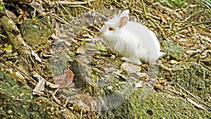 Wild White rabbit, Thailand