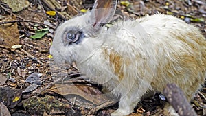 Wild White rabbit, Thailand