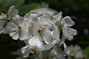 Wild white rambling roses in garden