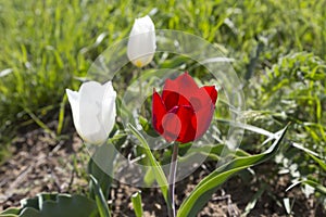 Russia. Wild white and red tulips in green grass in spring steppe in Kalmykia