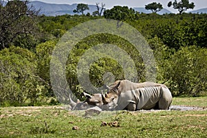 Wild white rhinoceros taking mud bath at Kruger park, South Africa