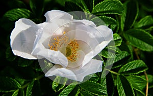 Wild white rose