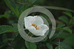 Wild white rose