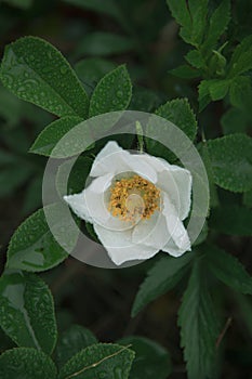 Wild white rose