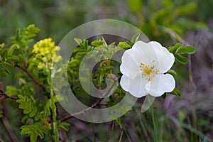 Wild white Rose closeup