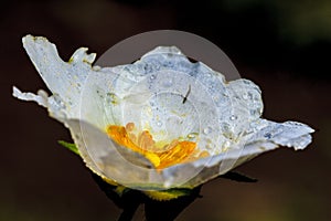 Wild white rose with dew drops