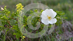 Wild white Rose flower closeup