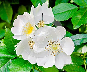 Wild white rose flowers, green bush