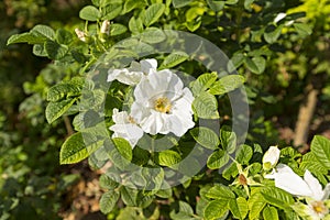 Wild white rose, Rosa Rugosa Alba Plena flower