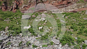 Wild White Saanen Goats Grazing at the Foot of a Mountain