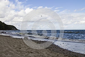 Wild white sea gull ocean sea bird flying over sea the wing show freedom of life white blue tone nature seascape