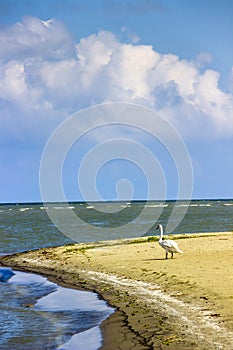 A wild white swan at the Danube delta near the zero kilometer, Odessa region, Ukraine