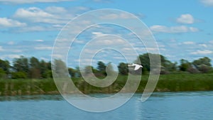 Wild white swan take off from blue lake