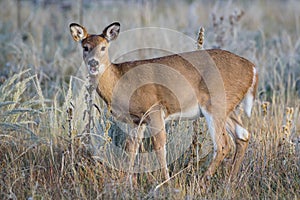 Wild White-tailed Deer Doe on the High Plains of Colorado