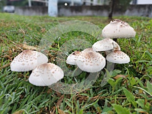 wild white toxic amanita citrina mushroom