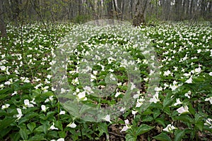 Wild White Trillium Carpet The Forest Floor