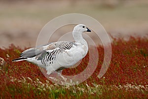 Wild white Upland goose, Chloephaga picta, walking in the red autumn grass, Argentina