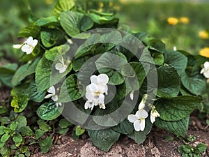 Wild white viola bush