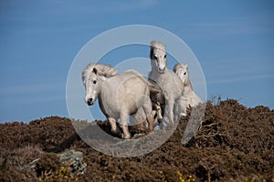 Wild white Welsh Ponies