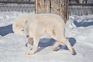 Wild white wolf is walking on white snow. Canis lupus arctos. Polar wolf or alaskan tundra wolf.