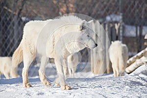 Wild white wolf is walking on a white snow. Canis lupus arctos. Polar wolf or alaskan tundra wolf.