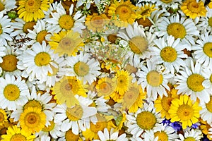 Wild white and yellow daisy flowers background, common daisy, dog daisy, daisies, oxeye daisy