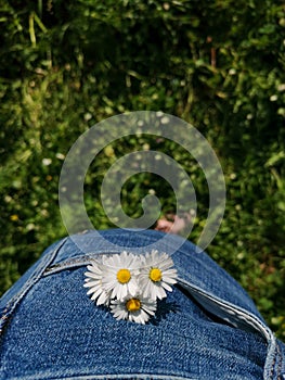 Wild white yellow flowers on blue jeans and green background. Daisy flowers bouquet in a jeans pocket on a background of