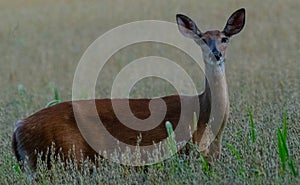 Whitetail doe standing in high grass