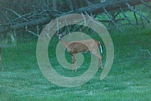Whitetail deer standing in green grass