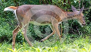 Whitetail deer walking in forest