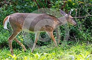Whitetail deer walking in forest