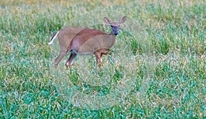 Whitetail deer walking in green grass