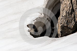 Wild whiz observes on snow.