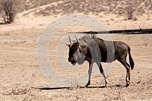 Wild Wildebeest Gnu