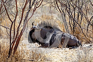 Wild Wildebeest Gnu