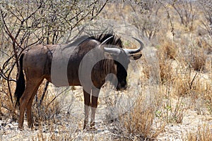 Wild Wildebeest Gnu