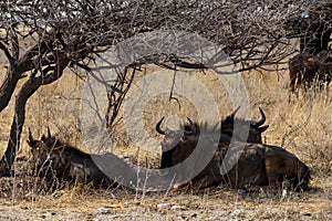 Wild Wildebeest Gnu