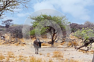 Wild Wildebeest Gnu in african bush