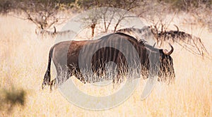 Wild Wildebeest or gnu close ups in Kruger National Park, South Africa